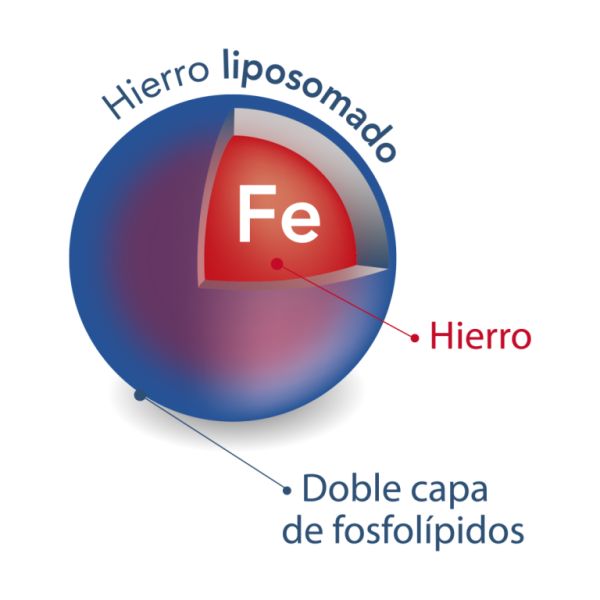 Ferro Forte Vit Min 20 Bastoncini - ELADIET Img 3