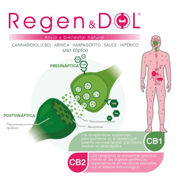 Regendol Crema di Cannabis 60 ml Olio di Canapa Img 3