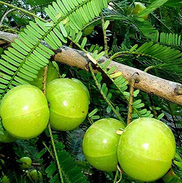 Amla Ayurvedische haarbehandeling - Radhe Shyam Img 3