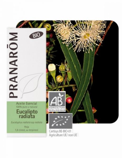 Eucalyptus Radiata blad etherische olie 10 ml