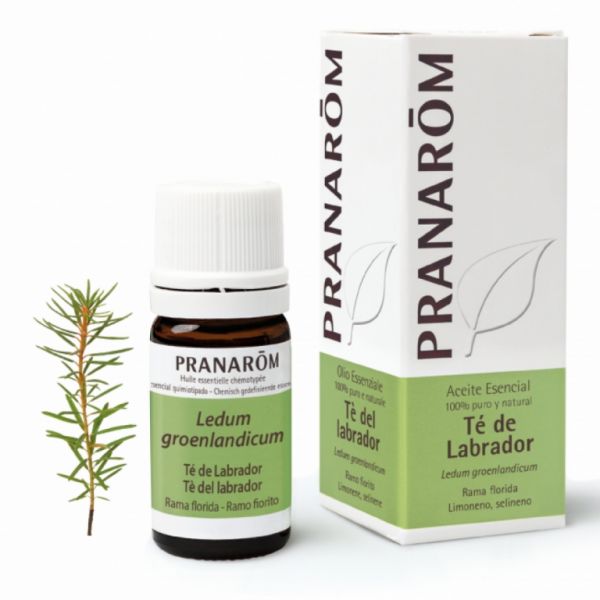 Labrador Tea Rama Florida essential oil 5 ml