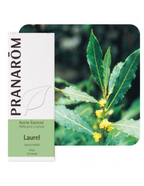 Laurel Leaf Essential Oil 5ml - PRANAROM