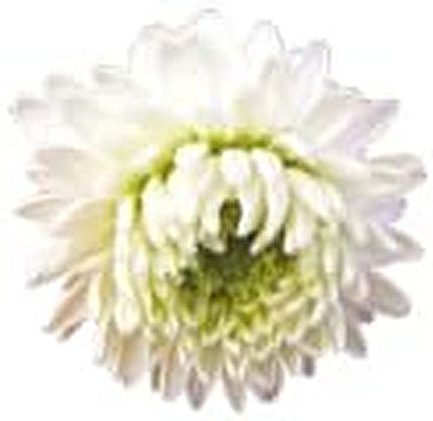 Oli Essencial Camamilla Romana Flor 5 ml Img 3