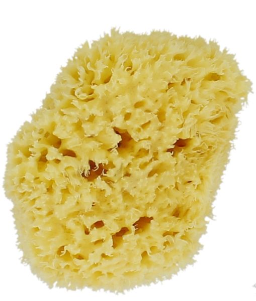 Natural Marine Sponge S/M 8-10 cm - FORSTERS