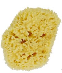 Buy FORSTERS Natural Marine Sponge S/M 8-10 cm By 13,50€