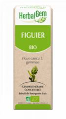 Buy HERBALGEM Organic Fig 15 ml By 18,10€