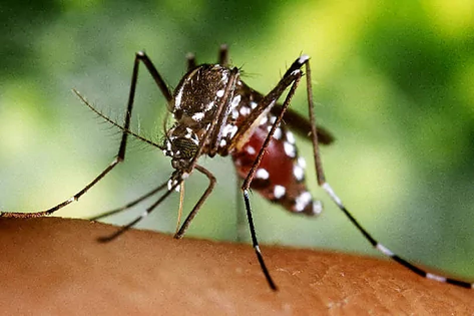 ¿Picaduras de mosquitos? Te damos 7 consejos para....